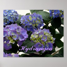 Hortensias français de bleus layette posters