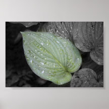 Host in the Rain Poster