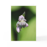 Hosta Buds Greeting Cards