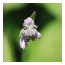 Hosta Buds Invitations