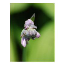Hosta Buds Postcards