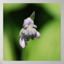 Hosta Buds Poster
