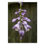 Hosta Flower Cards