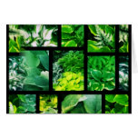 Hosta Heaven Note Card