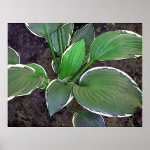 Hosta louche posters