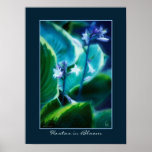 Hostas in Bloom Posters
