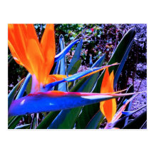 Hot Colours Bird-of-Paradise Postcard