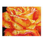 Hot Flashes (Rose) Postcard