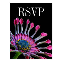 Hot Pink African Daisy Wedding RSVP Postcard