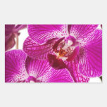 Hot Pink Dendrobium Orchid - Orchids Background Rectangular Stickers