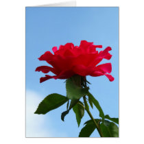 Hot Pink Flower cards