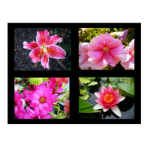 Hot pink Flowers Post Card