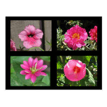 Hot pink Flowers Postcard