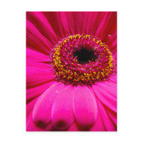 hot pink gerber daisy