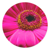 hot pink gerber daisy