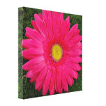 Hot Pink Gerbera Daisy on Green Moss canvas prints