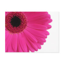 Hot Pink Gerbera Postcard