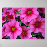 hot pink million bells ii posters