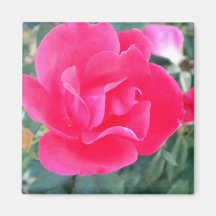 hot pink petals magnets