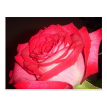 Hot Pink Rose Post Cards