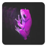 Hot Pink Tree Frog stickers