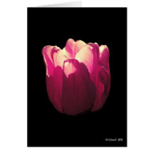 Hot Pink Tulip Card