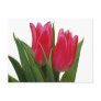 Hot Pink Tulips Postcard