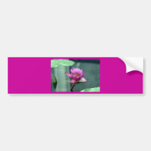 Hot Pink Water Lily Bumper Sticker