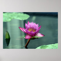 Hot Pink Water Lily