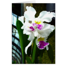 Hothouse Orchid Greeting Card