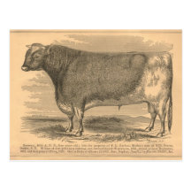 Hotspur, First Prize Bull at Utica, 1863 Post Card