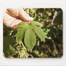 Houblon japonais tapis de souris