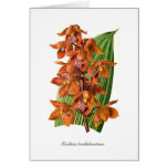 Houlletia brocklehurstiana greeting cards