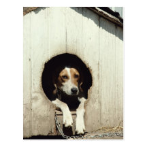 Hound dog in dog house postcard