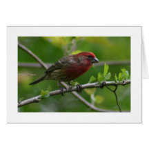 House Finch Greeting Cards
