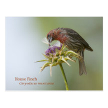 House Finch Post Cards