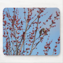 House Finches, Love Among The Buds Mouse Mats