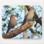 House Finches Mousepad