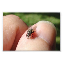 House Fly, Print Photo