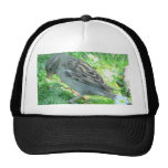 House Sparrow Mesh Hat