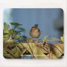 HOUSE SPARROW, photography by paul gavin Mouse Pad