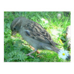 House Sparrow Post Cards