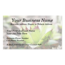 Houseleek - Sempervivum Business Cards