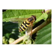 Hover fly ~ ATC Business Card Templates