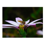 Hover Fly on a Daisy Post Cards