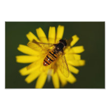 Hover Fly Photo
