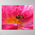 Hoverfly on Rosa Mundi posters