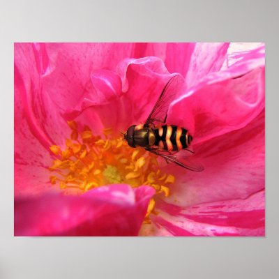 Hoverfly on Rosa Mundi by Bebops