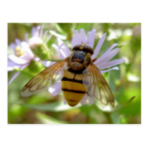 Hoverfly - Volucella inanis Post Card