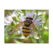 Hoverfly - Volucella inanis